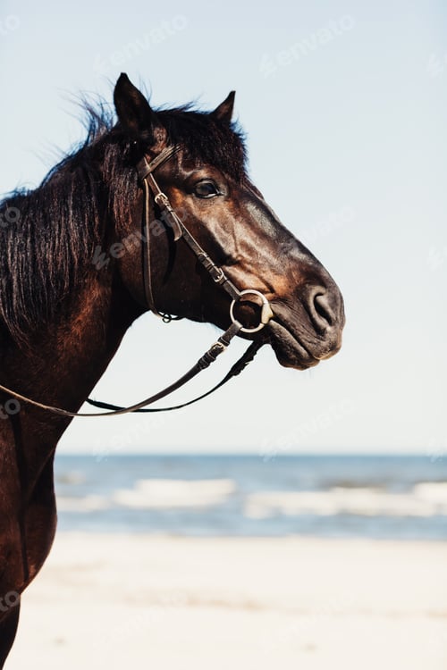 Preview: A head of wild horse on the beach in a close up.