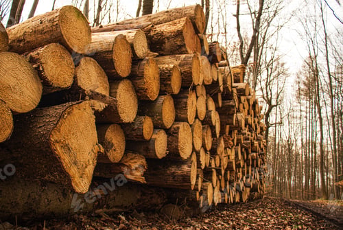 Preview: deforestation, cut down trees lie in a stack in the forest, collecting firewood