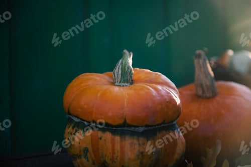 Preview: pumpkins in autumn Thanksgiving card