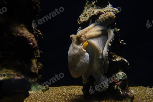 Preview: Octopus on stone in pure aquarium water