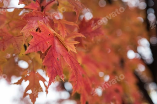 Preview: Tree With The Red Leaves In The Autumn Park