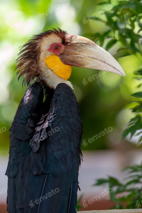 Preview: Close up of a male Rhyticeros undulatus bird