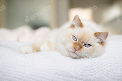 Preview: Rag doll cat with blue eyes on bed