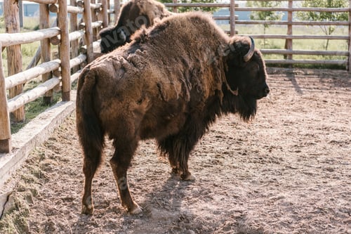 Preview: close up view of two bisons grazing in corral at zoo