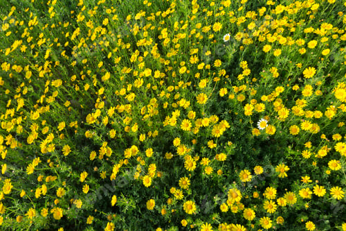 Preview: Spring background with beautiful yellow flowers