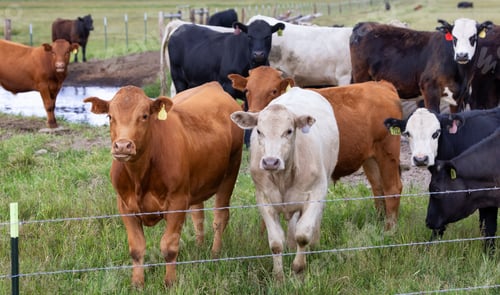 Preview: Cow in a green field. California