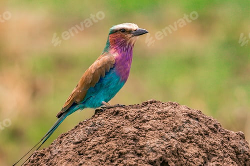 Preview: Lilac Breasted Roller Bird Maasai Mara National Game Reserve