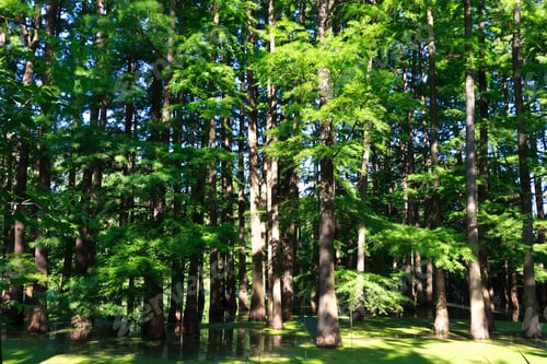 Preview: flooded forest