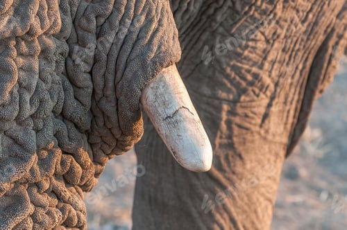 Preview: Close-up of tusk of African elephant in Northern Namibia