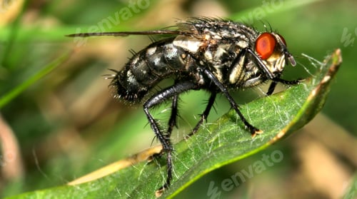 Preview: Fly, Sierra de Guadarrama National Park, Spain