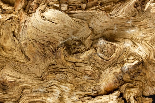 Preview: dandelion seeds on wood texture