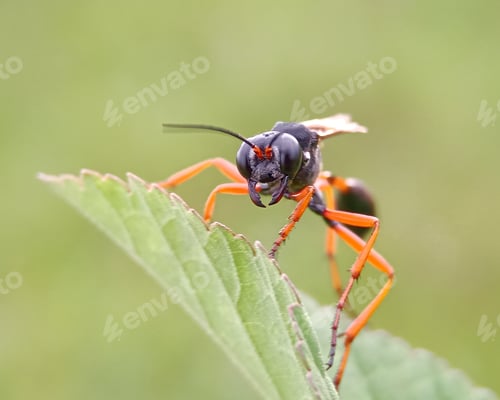 Preview: Little bee
