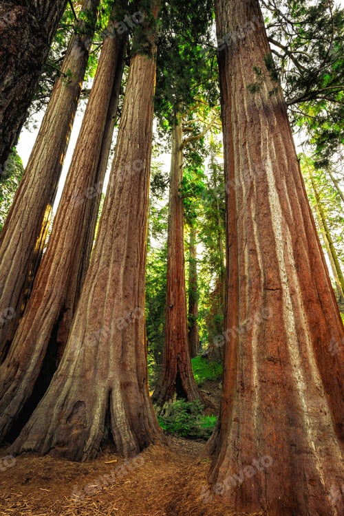 Preview: Sequoia Forest Glow, General Grant Grove, Sequoia & Kings Canyon National Park