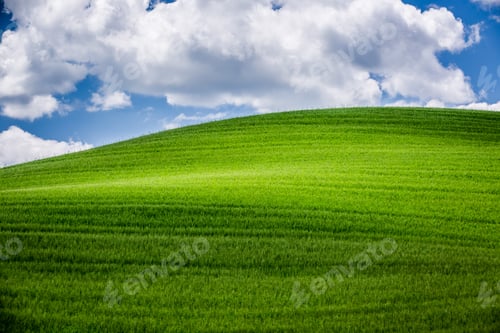 Preview: Green field in Tuscany