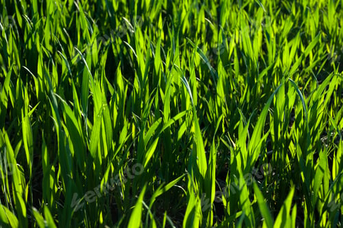 Preview: Green spring wheat crops, sprouts, close up
