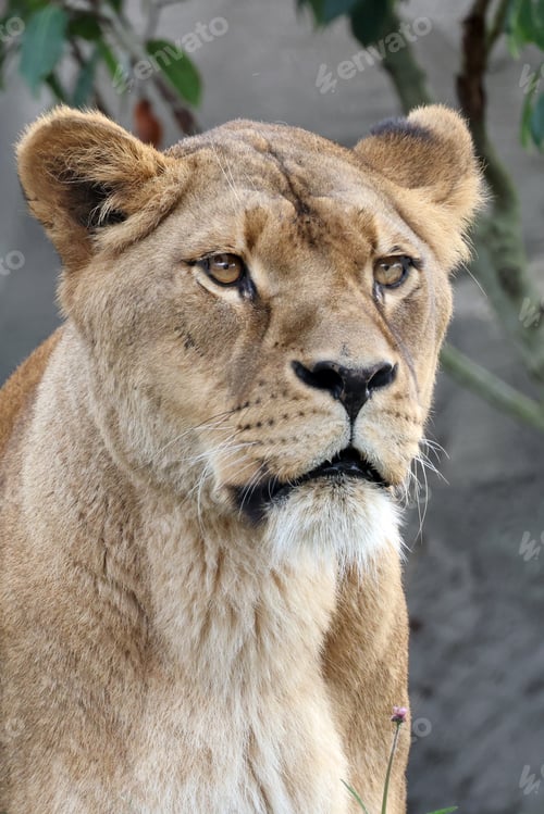 Preview: A lioness portrait (Panthera Leo)