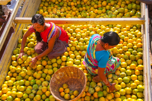 Preview: Women sorting orange for packaging