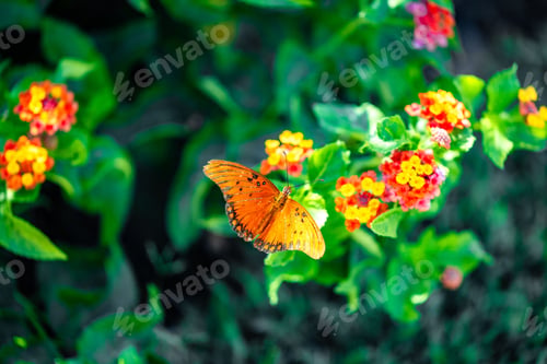 Preview: Orange butterfly on colorful flowers in a green garden