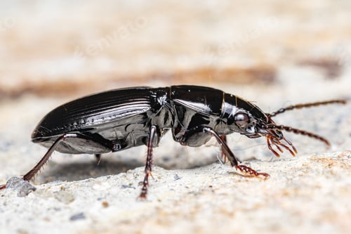 Preview: Close-up of a black beetle on a textured surface with a blurred background