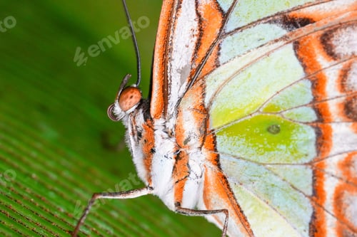 Preview: Closeup shot of a malachite on the green leaf in the garden