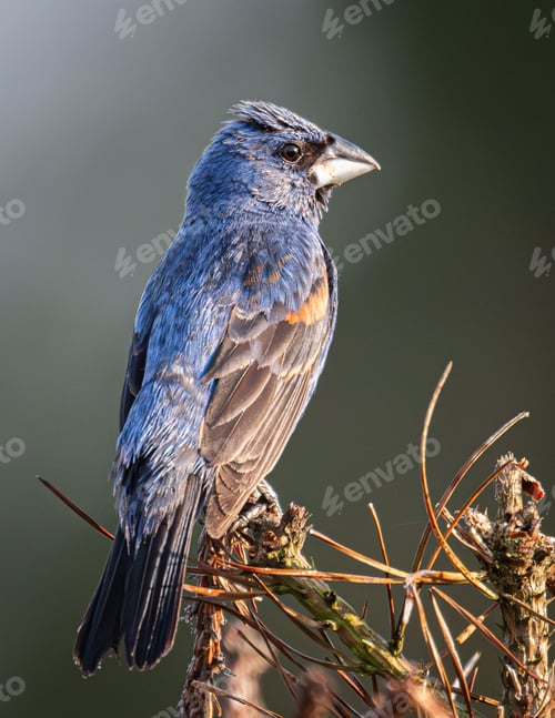 Preview: blue grosbeak perched on a dry branch with a blurred background on a sunny bright morning