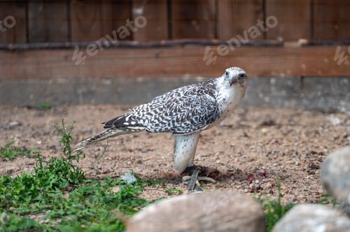 Preview: Tame hunting falcon on defocused background with copy space, closeup