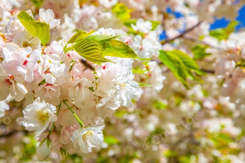 Preview: close up view of cheery tree blooming flowers background