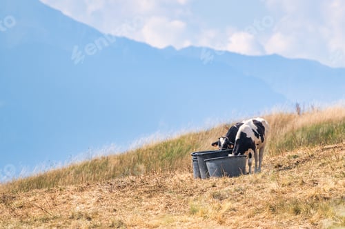 Preview: Water containers to make cows grazing