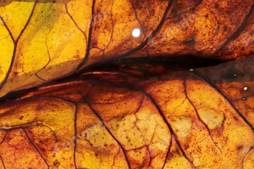 Preview: colorful autumn leaf veins, texture background