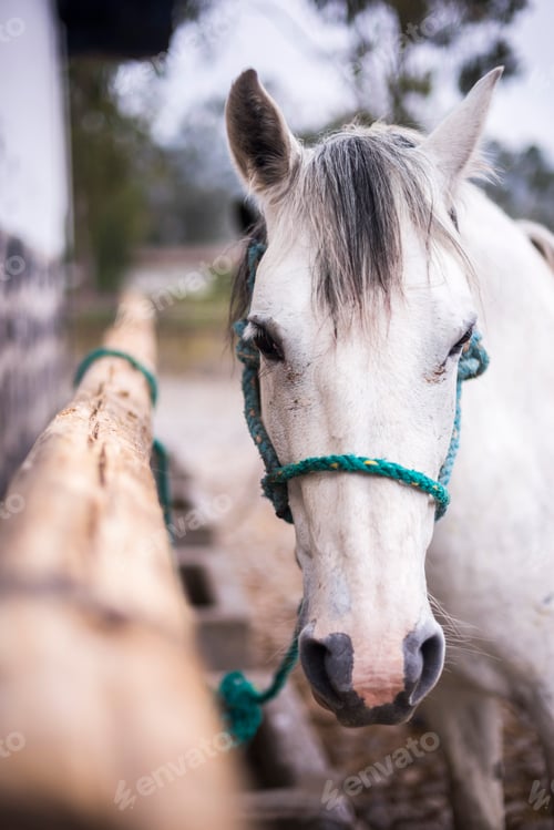 Preview: Zuleteno horse at Hacienda Zuleta, Imbabura, Ecuador, South America