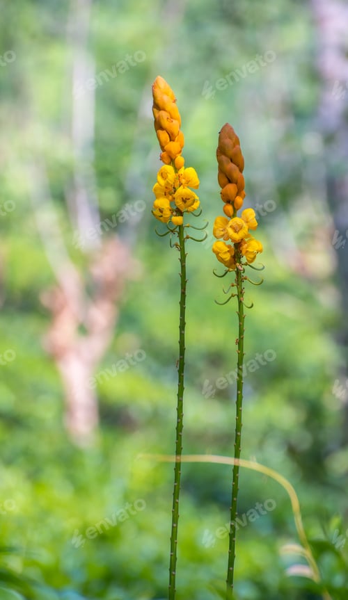 Preview: Senna Alata is a medicinal tree and an ornamental flowering plant uses for treatments
