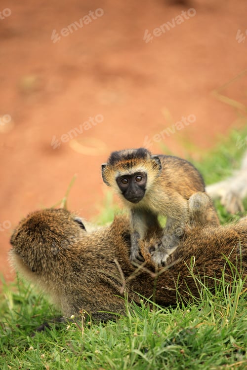 Preview: Vervet Monkey - African Wildlife
