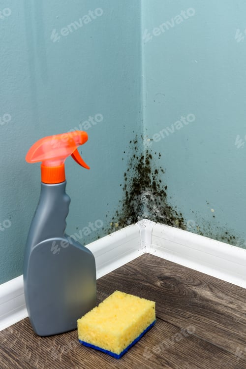 Preview: Spray bottle and sponge near black mould wall