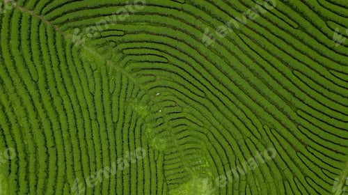Preview: Aerial view of green tea plantation ecological tea garden green tea plantation.
