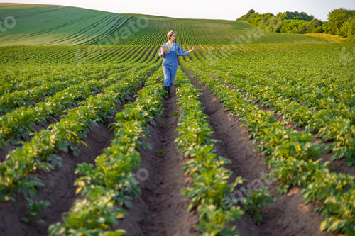 Preview: Farmer Inspecting Potato Field