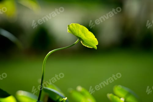 Preview: Close-up shot of a round leaf
