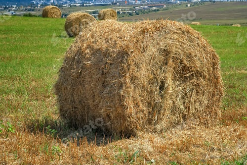 Preview: Big bales of hay on the field after harvest