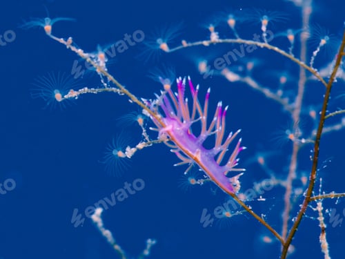 Preview: Nudibranch feeding on hydroids