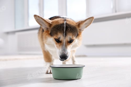 Preview: Cute Welsh Corgi eating dog food from feeding bowl on floor at home
