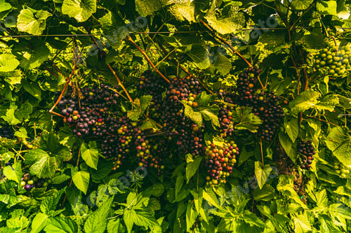 Preview: Vineyards at late summer. Ripe red grapes in Austria