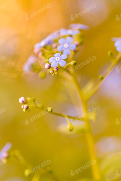 Preview: Garden in bloom