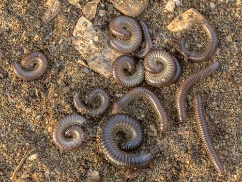 Preview: Group of sleeping millipedes