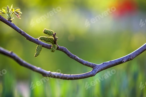 Preview: Walnut blooms. Flowers of walnut on tree branch on copy space blurred background. Selective focus.
