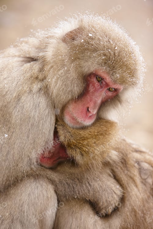Preview: Close up of two Japanese Macaque, Snow Monkey, Macaca fuscata, huddling close together.