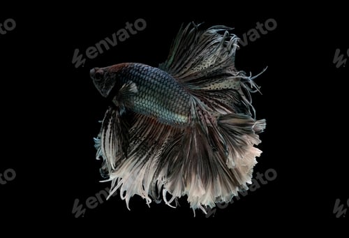Preview: Colorful with main color of metal white and black betta fish, Siamese fighting fish