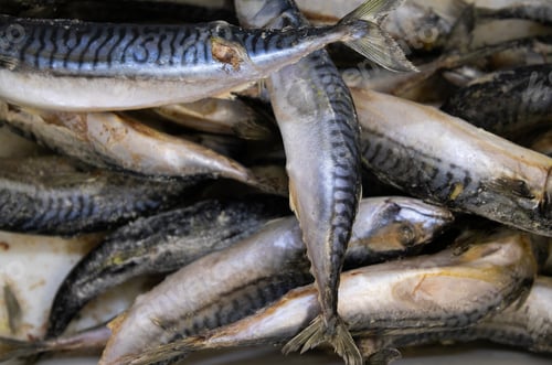Preview: mackerel fish with strong taste and shiny scale, close-up, fish background.