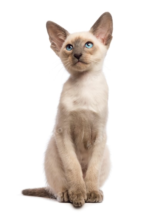 Preview: Oriental Shorthair kitten, 9 weeks old, looking up against white background