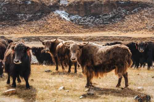 Preview: Herd of Yaks living and grazing on autumn pasture in countryside