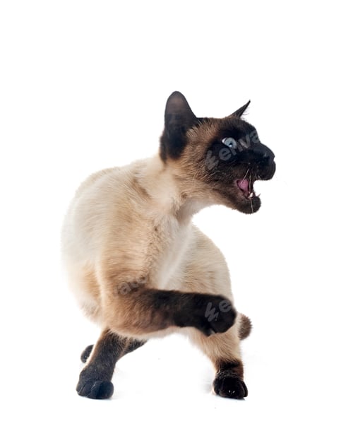 Preview: siamese cat in studio