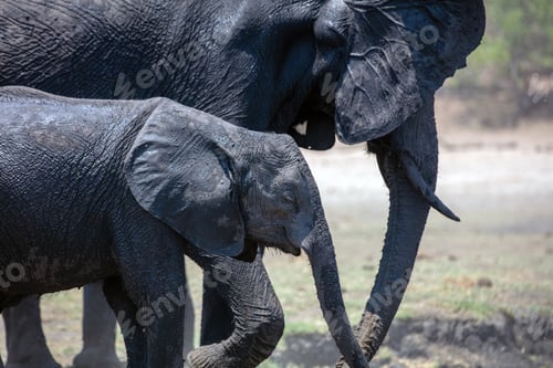 Preview: African elephant mother and kid walking in Chobe National Park in Botswana Africa.